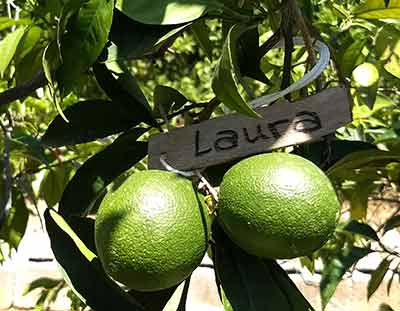 Las naranjas de nuestros clientes